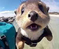 una nutria asombrada