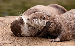 nutrias durmiendo