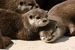 nutrias durmiendo
