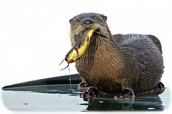 nutria comiendo