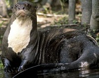 nutria gigante