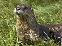 nutria canadiense