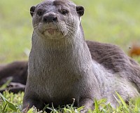 nutria lisa
