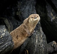 nutria