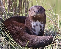 nutria
