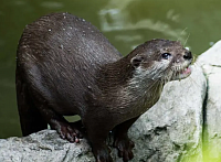 nutria