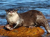 nutria