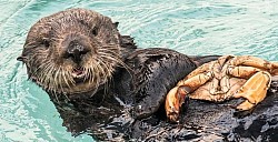 nutria