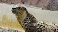 nutria