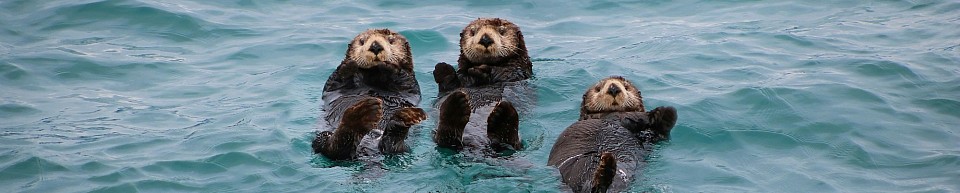 nutria