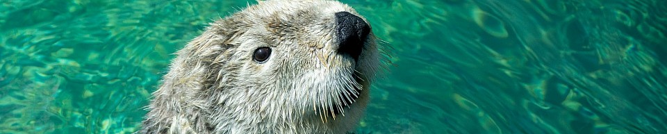 nutria