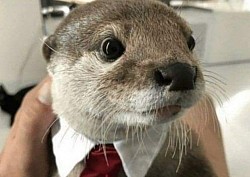 nutria